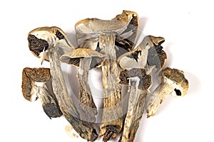 Dried magic mushrooms psilocybe cubensis