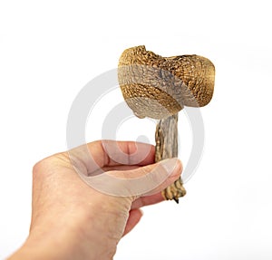 Dried magic mushrooms psilocybe cubensis