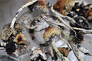 Dried magic with spore prints on tin foil