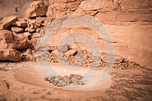 Dried maize in ancient pueblo grinding stone