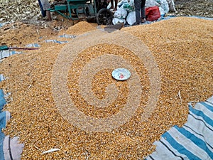 Dried Maize or Jagung Kering