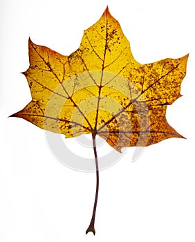 Dried maple leaf