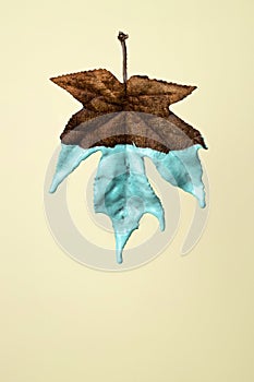 Dried maple leaf with dripping blue paint on a vanilla background