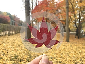 Maple leaves - Autumn