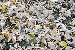 Dried Maple Leaves on the grass