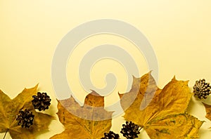 Dried maple leaves with pine cones