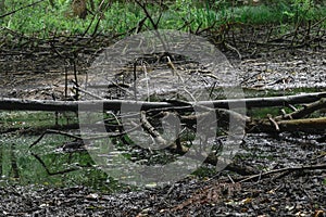 Dried marsh with old black color tree branches with moss lying o