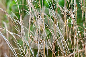 Dried Meadow Grasses Drift Softly in the Wind