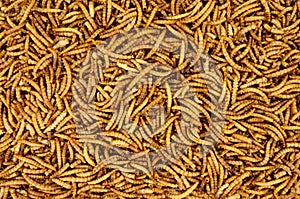 Dried mealworm background