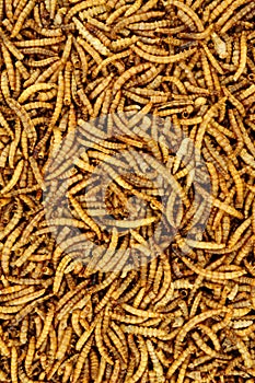 Dried mealworm background