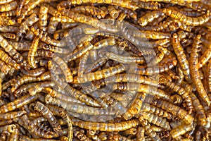 Dried mealworm larvae background