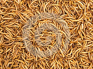 Dried Mealworms Background