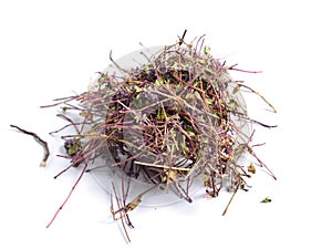 Dried medicinal herbs raw materials on white. Thymus