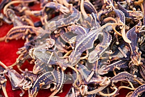 Dried Medicinal Lizards photo