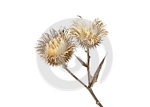 Dried milk Thistle plant on white background. Scotch thistle, Cardus marianus