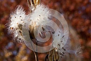 Dried Milkweed Pods Bursting in Autumn Breeze