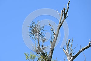 Dried mistletoe ball Viscum album on the bare branches of an old willow tree against a blue sky, parasitic plant said to have