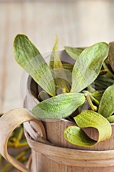 Dried mistletoe leaves