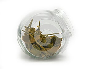 Dried mistletoe leaves in a jar