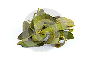 Dried mistletoe leaves