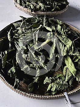 Dried Mitragyna speciosa or Kratom Leaf,ingredient of herbal tea