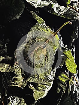 Dried Mitragyna speciosa or Kratom Leaf,ingredient of herbal tea