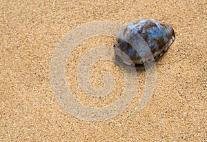 Dried Monetaria moneta shell on sand photo
