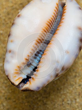 Dried Monetaria moneta shell on beach photo