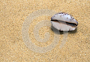 Monetaria moneta shell on the sand