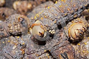 Dried Mopane worms, Gonimbrasia belina