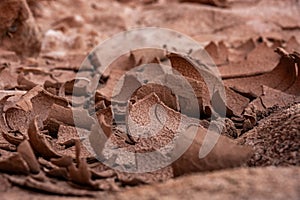 Dried Mud Curls Up Away from Ground