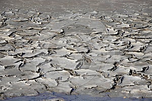 Dried mud in a pond of Camargue