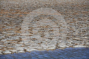 Dried mud in a pond of Camargue