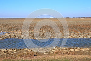 Dried mud in a pond of Camargue