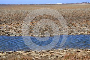 Dried mud in a pond of Camargue