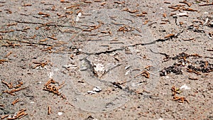 Dried mud in the pond. Close, landscape. Soil drying cracks in the earth`s crust climate change, ecological catastrophe of the Ear