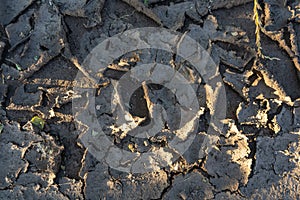 Dried mud after rain, cracks in the ground