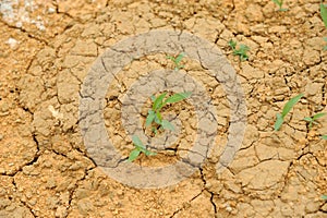 Dried mud with young grass