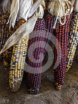 Dried Multicolored Indian Corn