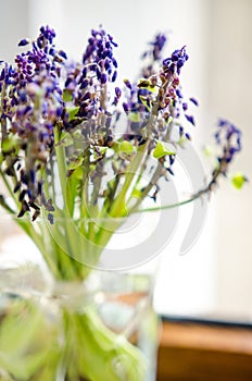 Dried muscari in a vase photo