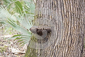 Dried Mushroom on a Tree Trunk