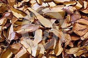 Dried mushrooms in Boqueria Market