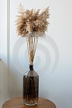 Dried natural pampas grass in a glass vase. Interior decor element. Boho background. Minimalism in design. Eco decor. Soft