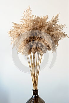 Dried natural pampas grass in a glass vase. Interior decor element. Boho background. Minimalism in design. Eco decor. Soft