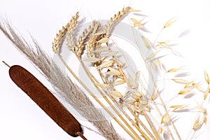 Dried natural spikelets and reeds on white