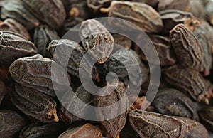 Dried NEEM Fruit with SEEDS, NIMODI Azadirachta indica.