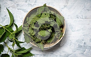 Dried nettle leaves and fresh nettle