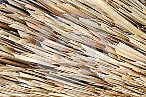 Dried Nypa Fruticans (Nipa palm)