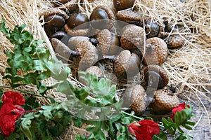Dried oak acorns with caps.