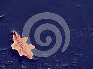 Dried oak is on dark ice. Evening sun creats flares